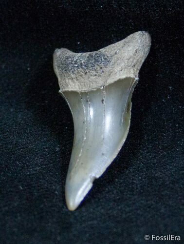 Deformed Isurus Desori Fossil Shark Tooth - Belgium #1420